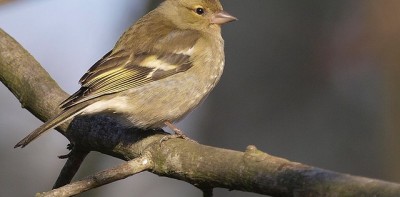 ../library/userfiles/_thumbs/20260529_consultation_directive_oiseaux_400x197px.JPG